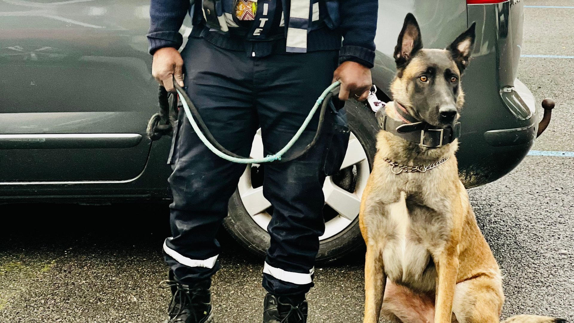 Sécurité Cynophile